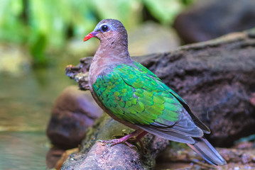 Lovely  bird Emerald Dove(Green-winged Pigeon) on branch