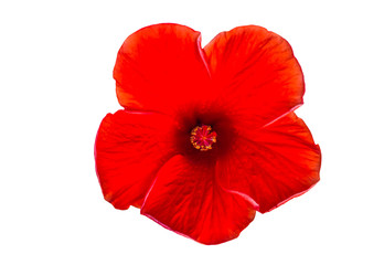 Macro of red China Rose flower (Chinese hibiscus ) isolate on white background.Saved with clipping path