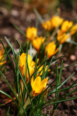 crocus in spring