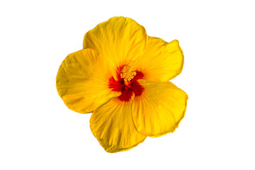Macro of yellow China Rose flower (Chinese hibiscus ) isolate on white background.Saved with clipping path