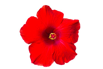 Macro of red China Rose flower (Chinese hibiscus ) isolate on white background.Saved with clipping path