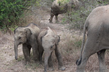 baby elephants