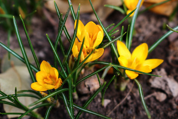 yellow crocus in garden