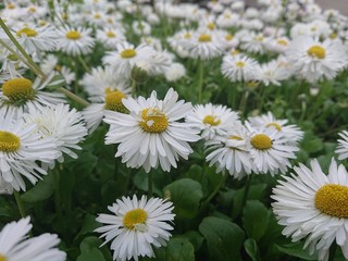 daisies in the garden