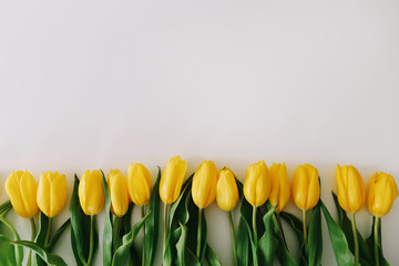 Beautiful yellow tulips on white background. Frame of colorful flowers. Flat lay, top view. Concept of holiday, birthday, Easter