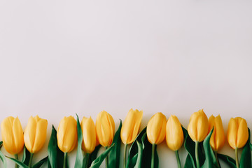 Obraz premium Beautiful yellow tulips on white background. Frame of colorful flowers. Flat lay, top view. Concept of holiday, birthday, Easter