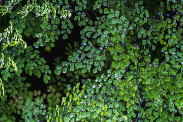 Close up green fern background