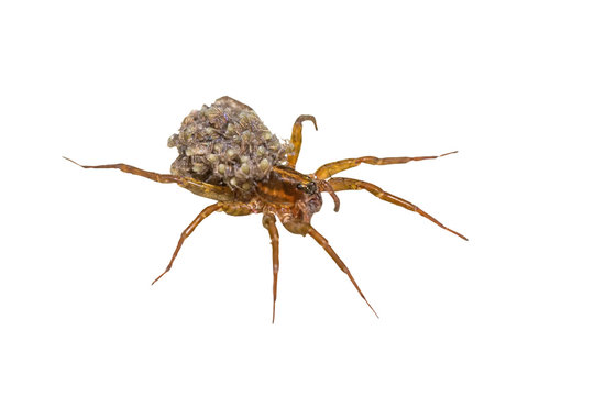Female Wolf-spider, Trochosa with baby spiders on her back, macro photo on white background,selective focus.Saved with clipping path.