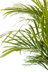 Fototapeta na wymiar tropical palm leaves on white background and bright green color. Minimal background and simple layout.