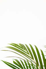 Fototapeta na wymiar tropical palm leaves on white background and bright green color. Minimal background and simple layout.
