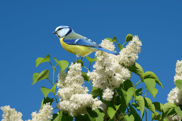 Vögel 112 © K.-U. Häßler