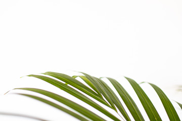 tropical palm leaves on white background and bright green color. Minimal background and simple layout.