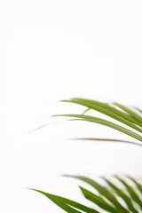 tropical palm leaves on white background and bright green color. Minimal background and simple layout.