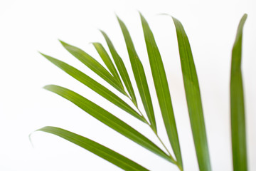 tropical palm leaves on white background and bright green color. Minimal background and simple layout.