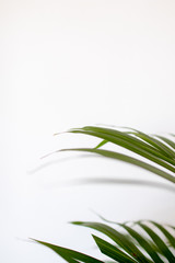 tropical palm leaves on white background and bright green color. Minimal background and simple layout.