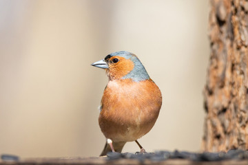 Chaffinch on a branch