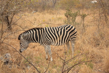 Obraz premium Zèbre Kruger National Park Afrique du Sud