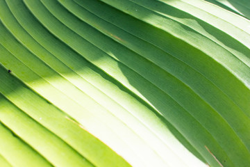 green background of a banana leaf with horizontal veins forming waves. light green vegetable background with shades