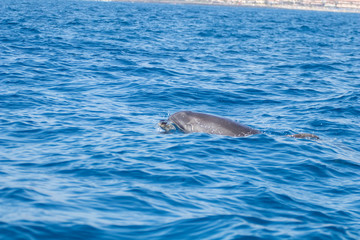 whale watching in Tenerife, open sea and nature activities in the marine park. Cetacean sighting..Dolphin in the open sea among the waves