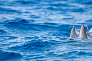 Fototapeta premium whale watching in Tenerife, open sea and nature activities in the marine park. Cetacean sighting..Dolphin in the open sea among the waves