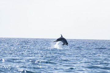 Naklejka premium whale watching in Tenerife, open sea and nature activities in the marine park. Cetacean sighting..Dolphin in the open sea among the waves