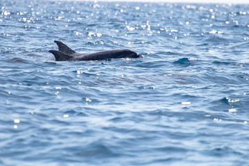 Fototapeta premium whale watching in Tenerife, open sea and nature activities in the marine park. Cetacean sighting..Dolphin in the open sea among the waves