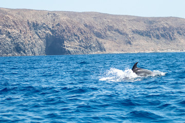 Fototapeta premium whale watching in Tenerife, open sea and nature activities in the marine park. Cetacean sighting..Dolphin in the open sea among the waves