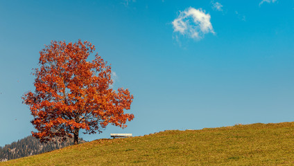 Majestic landscape with autumn tree in Meadow