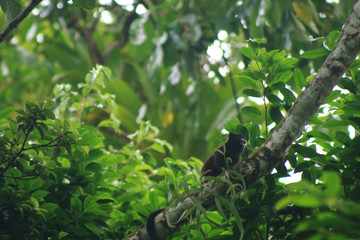 cebuella pygmaea or finger monkey, the smallest monkey in the world sitting on a branch in tropical rainforest
