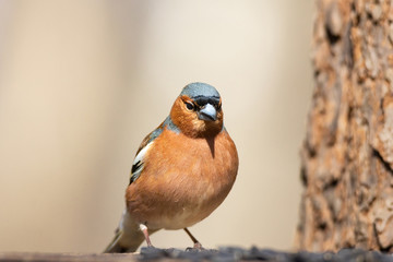 Chaffinch on a branch
