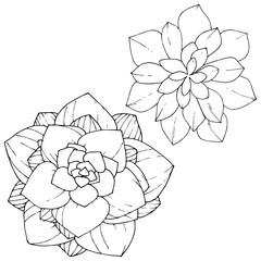 Vector Succulents floral botanical flower. Black and white engraved ink art. Isolated succulents illustration element.