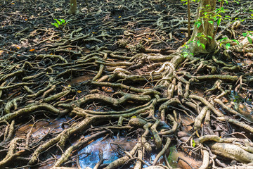 root of tree background 