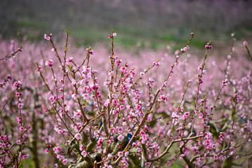 Branches of peach trees with pink flowers on a blurred background