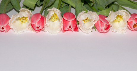 Pink. Flowers. White. Isolated. Tulips. Spring. Macro