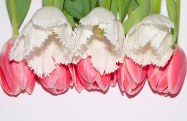 Pink. Isolated. Tulips. White. Flowers. Spring. Macro
