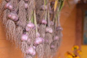 Ripened garlic is dried in the bundle on the wall closeup