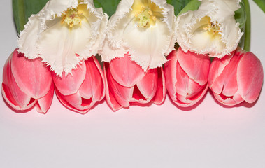 Pink. White. Isolated. Tulips. Flowers. Spring. Macro