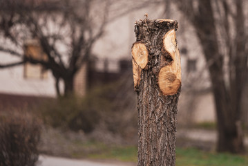 trees without branches and crown