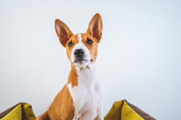 Portrait Basenji cute puppy dog sitting in dog mat on white wall background