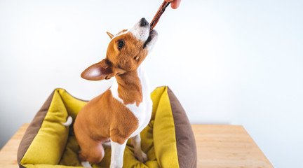 Cute Basenji puppy dog trying to pick a treat from the hands of the owner at white wall background. Wide format