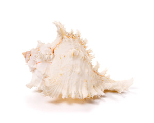 White shell isolated on white background.