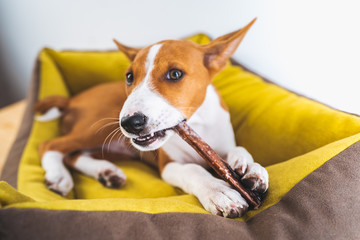 Portrait Lovely Basenji puppy dog enjoying his treat in puppy mat at white wall background