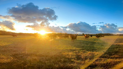 Obraz premium 15882_The_farm_animals_on_the_field_on_the_roadside.jpg