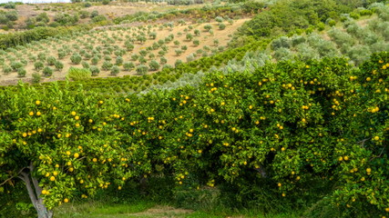 15961_The_trees_on_the_field_on_the_back_of_the_orange_trees.jpg