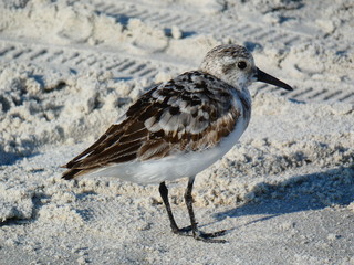 Sanderling