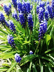 muscari blue flowers