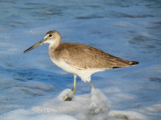 Willet