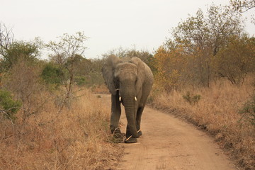 Fototapeta na wymiar Éléphant Kruger National Park Afrique du Sud