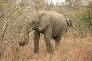 Fototapeta premium Éléphant Kruger National Park Afrique du Sud