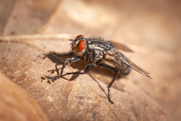 Fly on Leaf.